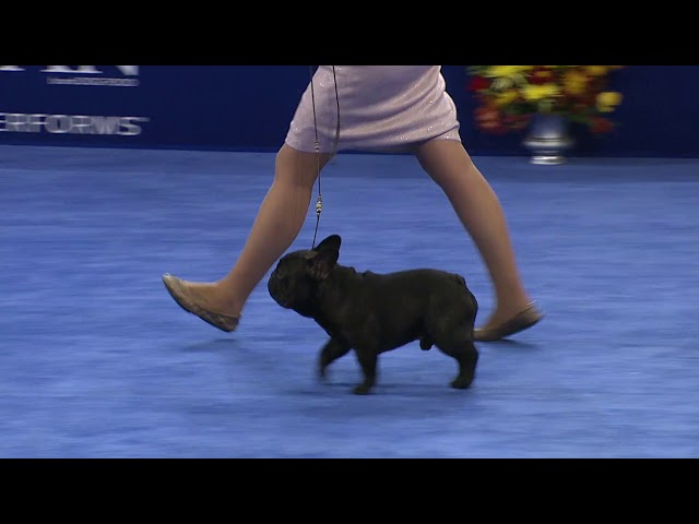 French Bulldog, 2018 National Dog Show, Non Sporting Group   NBC Sports class=