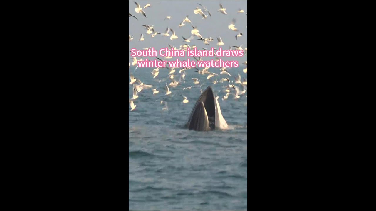 South China island draws winter whale watchers