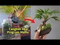 CANGKOK AKAR PROGAM BONSAI KELAPA MAME POT CEPER