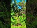 HT pole installation ⚡⚡//#reels /#shortvideo /#electrical /#technical /#viral