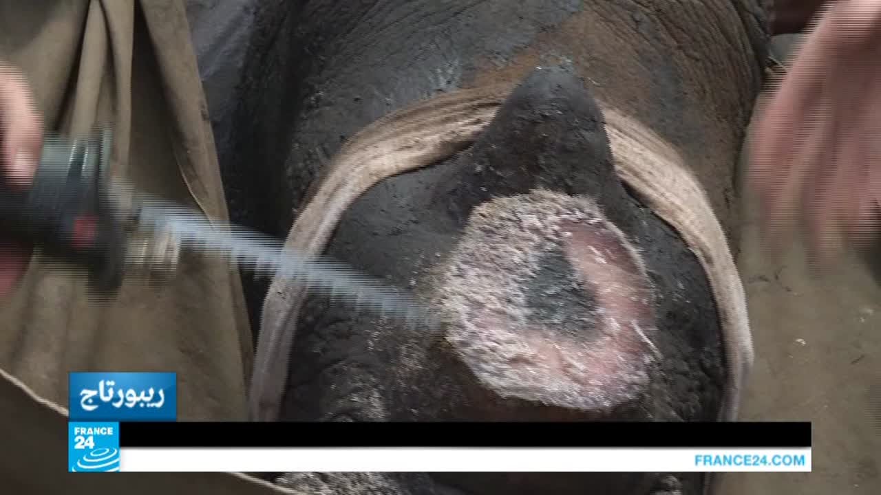 جنوب أفريقيا: مزرعة خاصة لتربية وحيد القرن المهدد بالانقراض