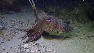 Diving kwinana grain jetty