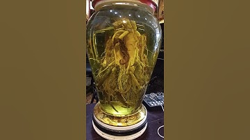 sâm hàn quốc ngâm cùng cá ngựa .bổ thận tráng dương