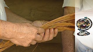 The Peruvian 'Wonder Plant' Making Waves Worldwide (2001)