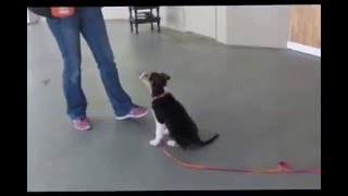 Teaching Sit (Puppy Version) by FlyingColorsCanine 47 views 8 years ago 2 minutes, 2 seconds