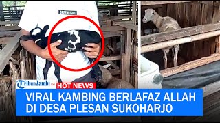 Viral Kambing Berlafaz Allah di Desa Plesan Sukoharjo
