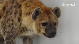 雪の中を進むブチハイエナ〜Spotted Hyena in snow