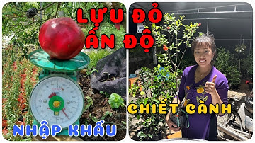 Cây Lựu đỏ Ấn Độ | Chiết cành nhập khẩu| 0386569374 - Ngọc Ngân Bến Tre | Chuyên cây độc lạ