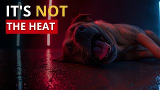 Why Your Dog Is Panting (It's Not Because of Heat)