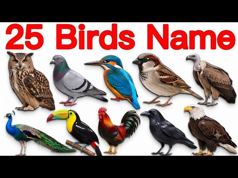 25 Birds Names | Learn Birds with Pictures | Birds Names for Kids