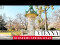 Vienna austria  blossoms spring city center walk in the stadtpark 2022r