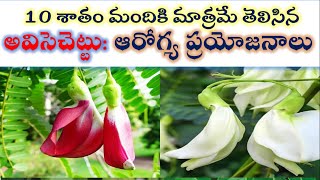 Avisaku plant benefits | agastya plant benefits | అవిసెచెట్టుతో మీకు తెలియని ఎన్నో ఆరోగ్య ప్రయోజనాలు