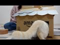 【猫ハウスDIY】段ボールで猫は寒さを凌いでくれるんじゃないか