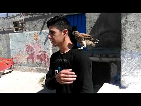 پرنده ی قرقی اردبیل سالتاوار 1394