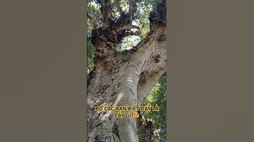 CỤ SUNG RỪNG ĐỘC LẠ QUÁ ĐẸP TRÊN TÂY NGUYÊN HÙNG VĨ.