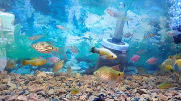 MỘT VÀI LOẠI CÁ THẢ THỦY SINH | CÁ CẢNH NHẬT TOÀN GÒ CÔNG 0977022281