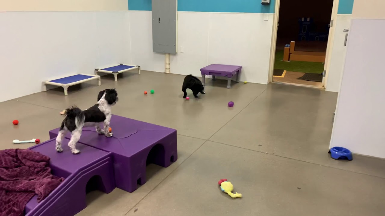 Little dog zoomies YouTube