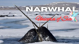 Unicorns of the Sea | Narwhal Facts | AHR Secret Facts
