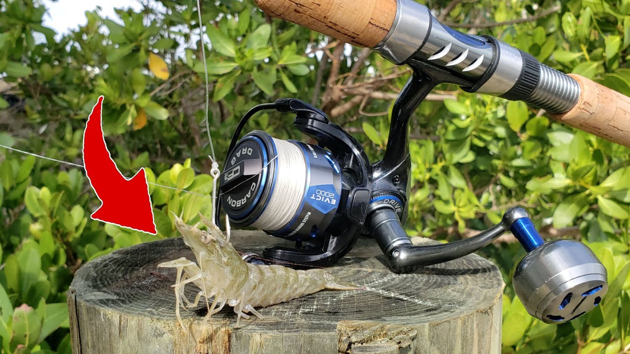 Everything Eats Live Shrimp Fishing YouTube