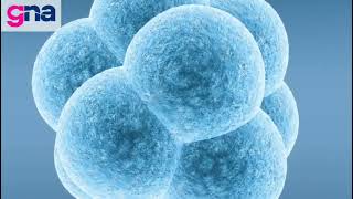 Why does IVF Lite work in previous IVF failures? screenshot 5