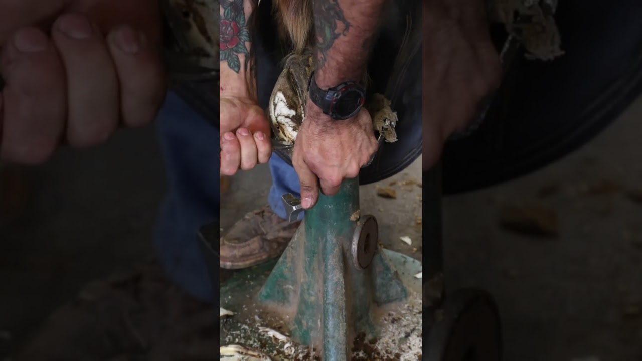 cleaning up this bad hoof #shorts  #farrier #satisfying #asmr