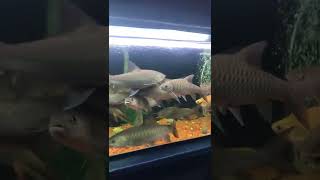 Kelah, Tengas & Lampam