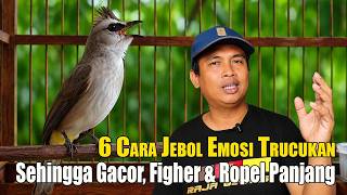 FINALLY REVEALED…! HOW TO BOOST YOUR YELLOW-VENTED BULBUL'S AGGRESSION FOR CONSTANT, LONG-DURATIO...