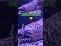 #ai #aquaman #underwater #marine #pacific #deepwater #oceanfloor #deepsea #creatures #scary #horror