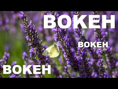 SAVE THE SHOT #4: Beautiful Butterfly Bokeh