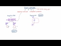 Influenza Drift and Shift - Negative RNA and the Segmented Genome