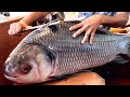 Incredible Giant Catla Fish Cutting skills | Fish Cutting In Bangladesh Fish Market