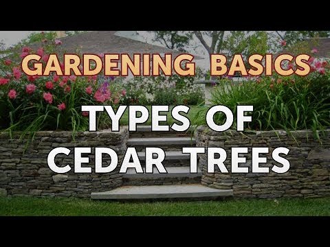 Video: Types Of Cedar (27 Photos): Canadian Red And Dwarf Varieties, Weeping And Varieties Of Blue And Green Cedars