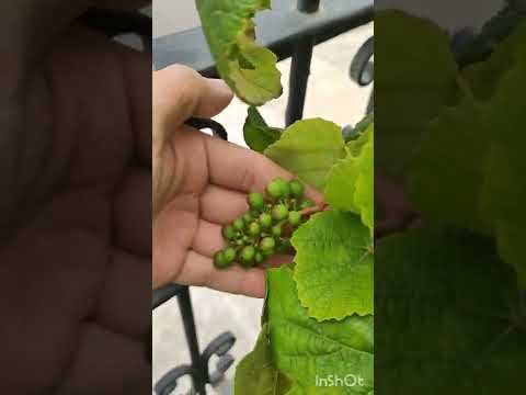 Video: Cómo ralear uvas en el jardín de la casa