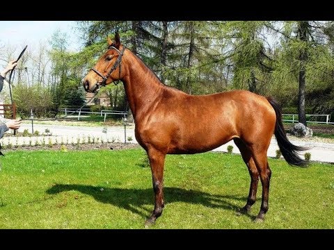 Видео: Френска арденска порода коне хипоалергенна, здраве и продължителност на живота