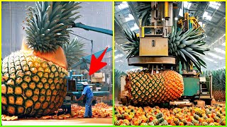 Pineapples Plantation, Growing, Harvesting &amp; Processing Techniques Modern Farming Machines &amp; Process