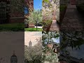 Белоснежный сад в уютном дворике
