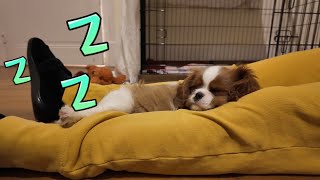 Vanilla, the Cavalier King Charles puppy, fell asleep during playtime and her dad took her to bed by Vanilla Channel 1,830 views 3 weeks ago 2 minutes, 26 seconds