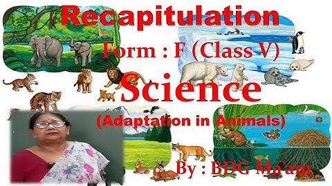 Adaptation in Animals: Science by BDG ma