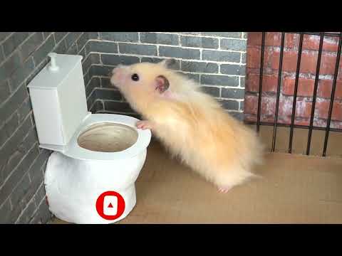 Hamsters push aside all obstacles/Hamster| Animals