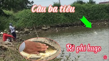 CÂU BA TIÊU CÁ RÔ PHI HUGO, MÓN CÁ RÔ PHI HẤP LÁ NGẢI