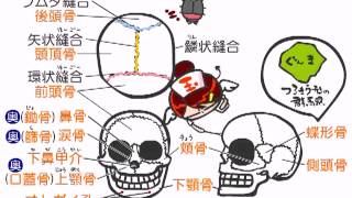 解剖生理学 29話 頭蓋骨と背骨 Youtube