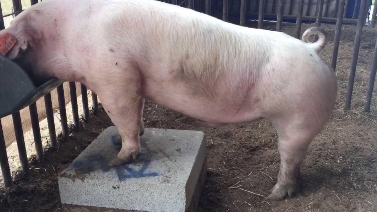 Stretch Feeding Show Pigs YouTube