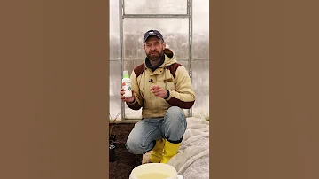 У меня гораздо больше урожай и крупнее ягоды! Подкормка голубики весной!