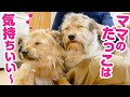 ５日ぶりに帰ってきたママにべったり甘える犬の姉妹がかわいすぎる！