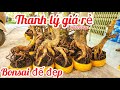 Chị Vân 0857703620 phôi mai bonsai đế đẹp giá rẻ thanh lý 24/5|MaivàngThanhTâm