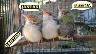 Cara membedakan anakan burung prenjak lumut jantan dan betina 100% akurat