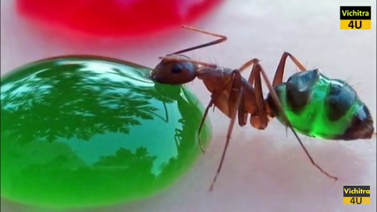 Transparent ant