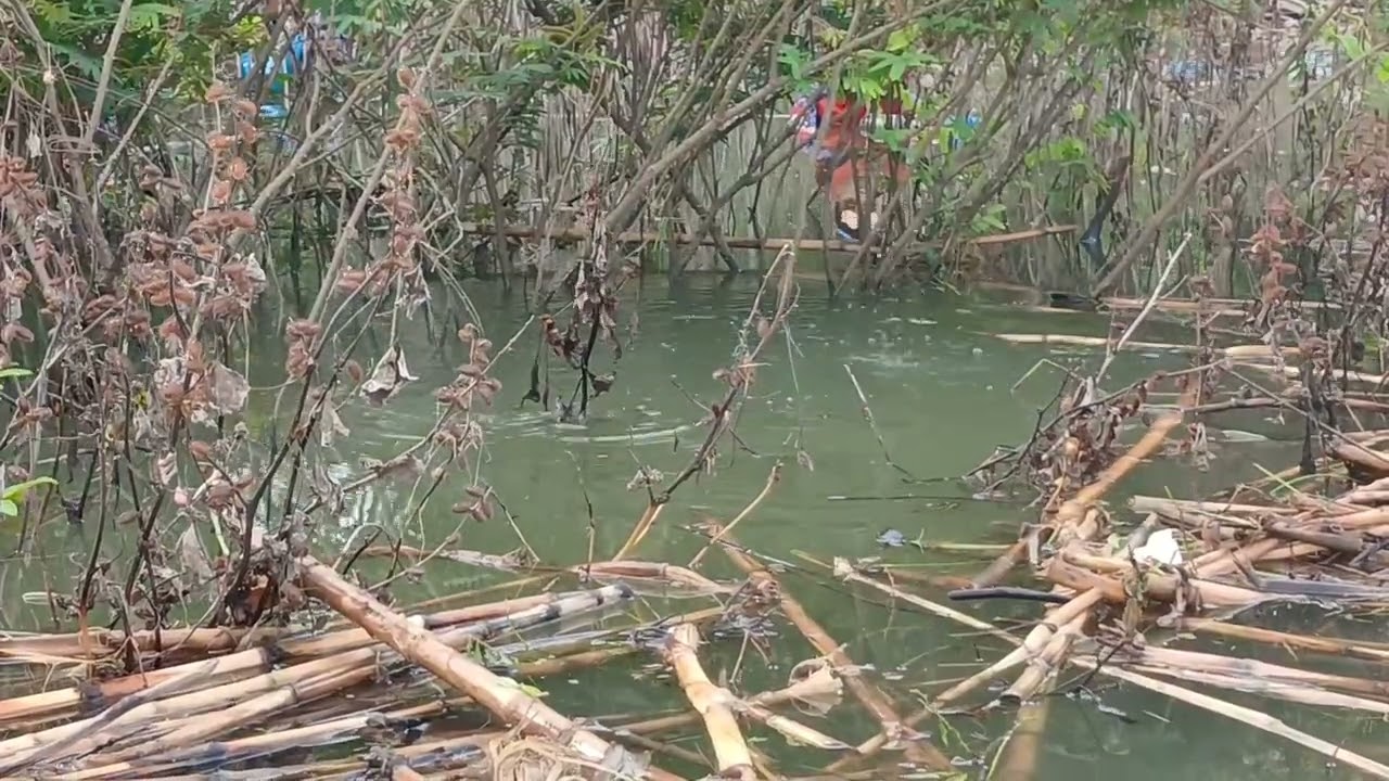 Mancing WGM Terbaru || KARAMBA  PENUH IKAN ⁉️ PANEN KABEH ‼️ #fishing #mancingdiwaduk #mancing #wgm