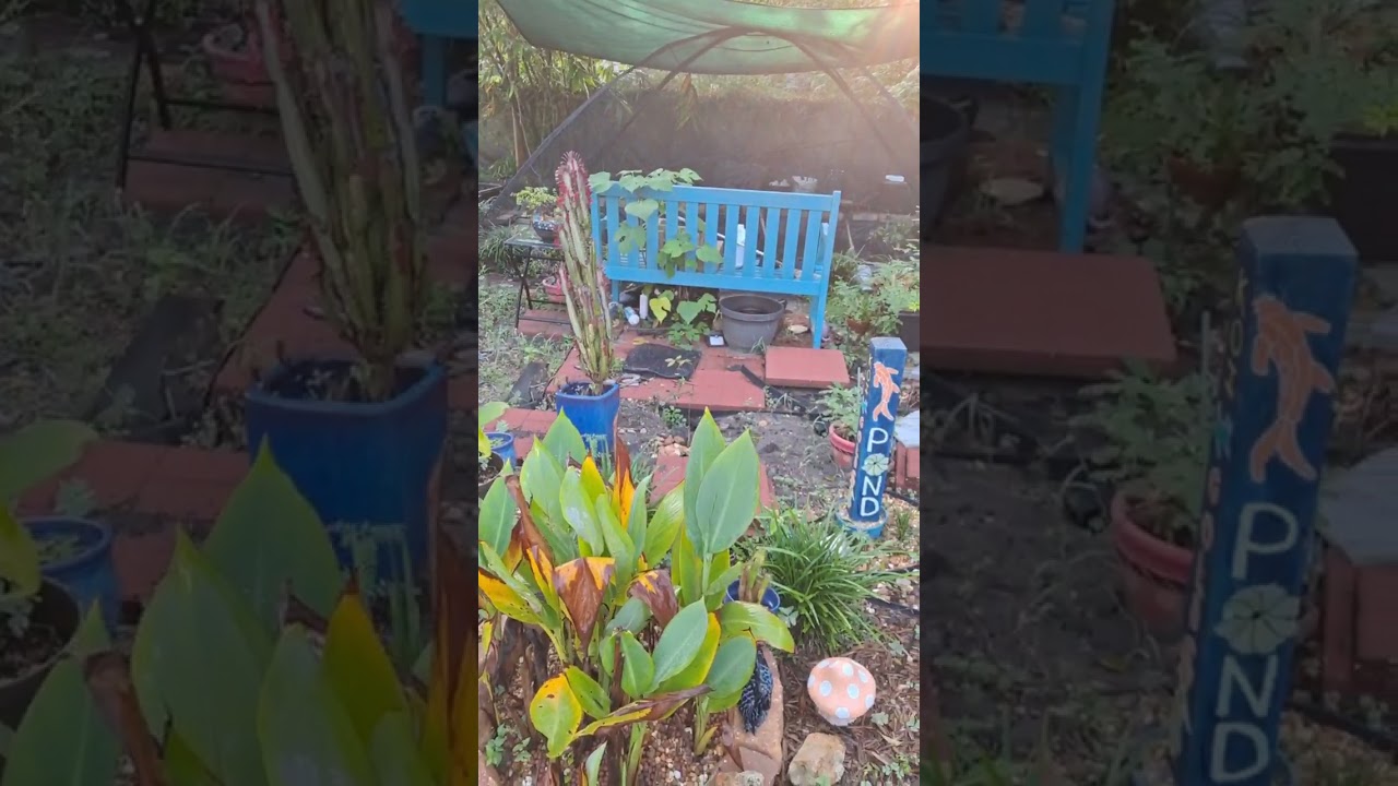 My Backyard Garden in progress 