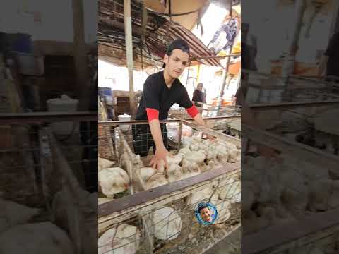 اسعار الدجاج في قلعه سكر ذي قار الناصريه في رمضان العراق السعوديه الاردن الخليج مصر فلسطين